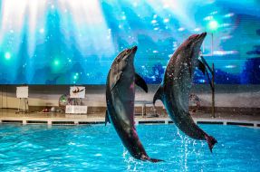 Дельфинарий, Морской музей и отдых в HBH Паланга (11.05.24.)
