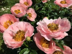 Jūnijs sagaidīs ziedus - Peonijas... Trīs ziedu un augu dārzi, cidoniju sīrupi un liofilizētie augļi un ogas