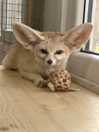 Фенеки и генеты зовут к себе в гости: 200 лет первому эстонскому художнику академику Йоханну Келеру и крупнейшая грибная ферма в Северной Европе, среди которых гриб - Львиная грива!