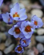 Крокусы - самая большая коллекция в мире, замок Гросс-Рооп, суп из ягнятины и храм на Ореховой горе!