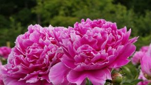 Peoniju festivāls Sāremā, SPA atpūta, kadiķi un zvēriņi